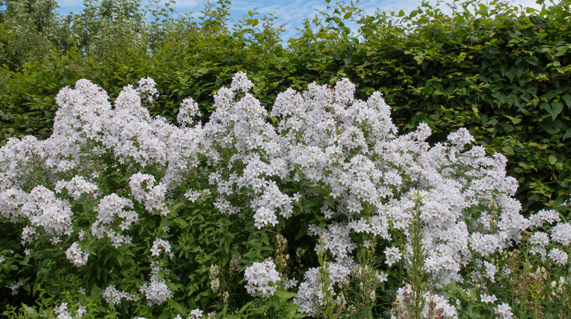 Campanula lactiflora